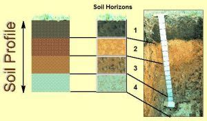 Soil Horizons Development & Soil Profile : Plantlet Ecology