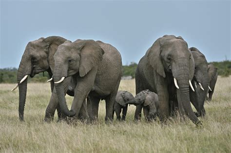 Día Mundial del Elefante conozca cuáles son las amenazas que afronta