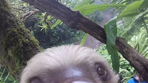 Sloth Appears To Take Selfie After Holding Onto Video Camera In Tree