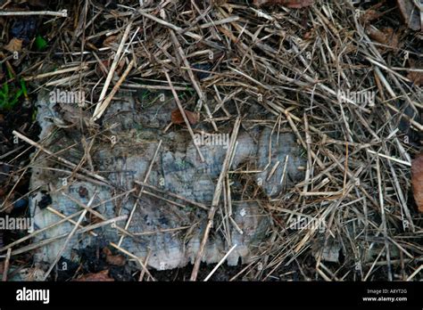 Mulching Newspaper Under Straw Stock Photo Alamy