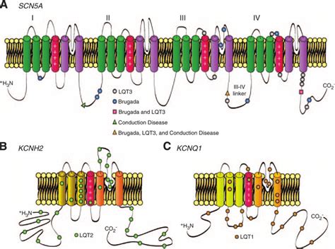 Pore Forming Subunits Of Cardiac Nav A And Kv B And C Channels