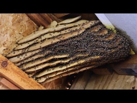 como reubicar abejas  youtube