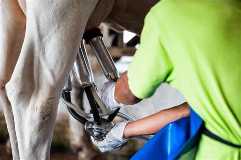 Controlando a mastite clínica na cadeia produtiva do leite Eco Renova