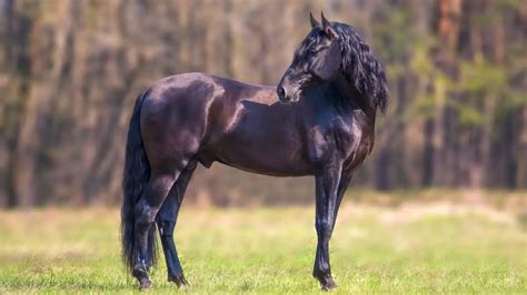 Black Horse Breeds (13 Beautiful Dark Steeds) - AHF