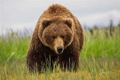 Denali Photo Gallery Of Nature Landscape Photography Prints Photos