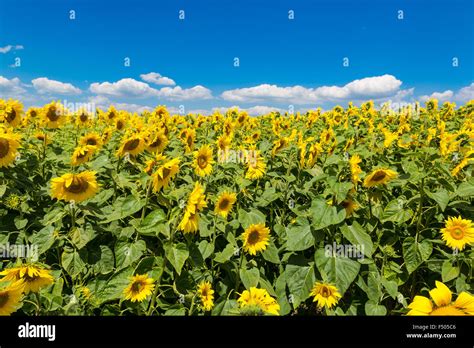 Blooming Field Of Sunflowers On Blue Sky Stock Photo Alamy