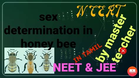 Sex Determination In Honey Bee Haplo Diploidy Neet Jee Ncert