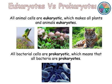 Year 9 GCSE Science Synergy Mock Revision PPT