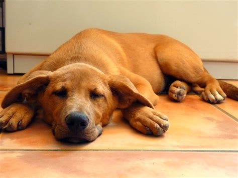 12 Vizsla Mix Breeds You Might Just Fall in Love With (w/ Pics)