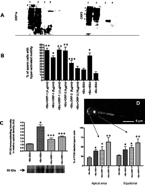 The Effects Of Oxysterol Binding Proteins On Sperm Capacitation B