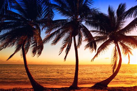 Tropics Sunrises And Sunsets Sea Coast Palms Three 3 HD Wallpaper