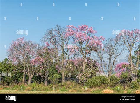 Ceiba Speciosa Brazilian Kapok Tree Pink Floss Silk Tree Hi Res Stock