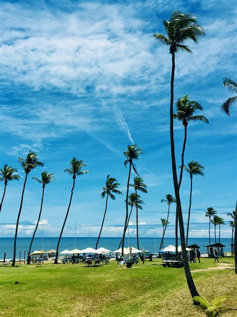 Coconut Trees Near the Beach · Free Stock Photo