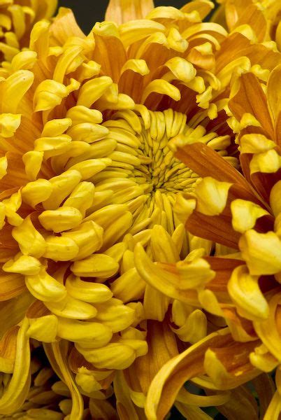 Golden Bronze Football Mums