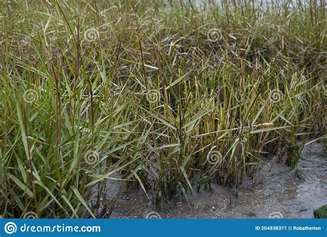 On The Edge Of The River Orwell At Pin Mill Suffolk Stock Image