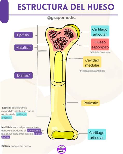 Estructura Del Hueso Estructura Del Hueso Huesos Medula Osea