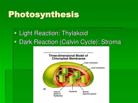 Ppt Photosynthesis Powerpoint Presentation Free Download Id477565