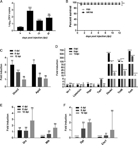 Zikv Replicates In Drosophila Adult Flies Triggers Rnai And The