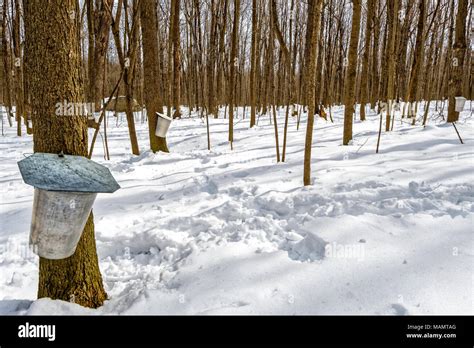 Maple Sap Buckets Hi Res Stock Photography And Images Alamy