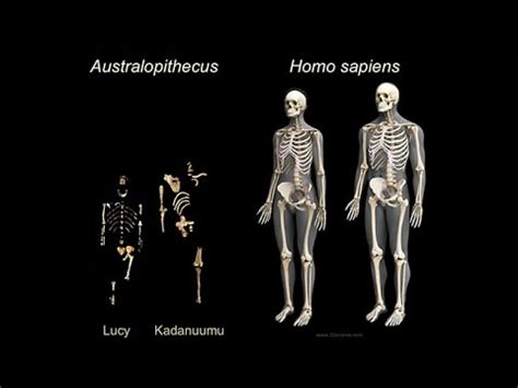 Origins Of Genus Homo What Who When Where Early Body Form Life