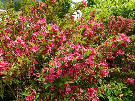 Flowering Hedge Plants For Australian Gardens Ultimate Backyard