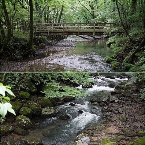 梅雨期の九重山麓花散策（男池・大船林道・タデ原湿原）。 そうだ！山に登ろう