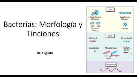 Bacterias Morfología Y Tinciones Enarm Repaso Youtube