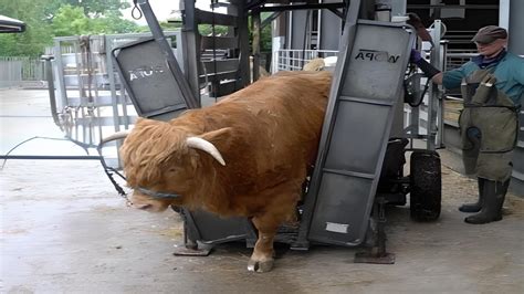 COWS HOOF CLEANING Hoof Trimming Hoof Big Cows Farm Real Hoof