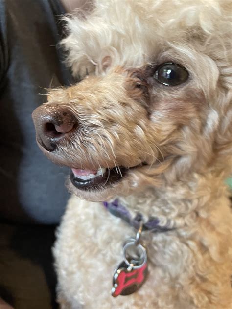 she’s half Japanese chin and half toy french poodle : r/poodles