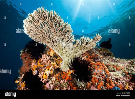 Table Coral In Coral Reef Acropora Ambon Moluccas Indonesia Stock