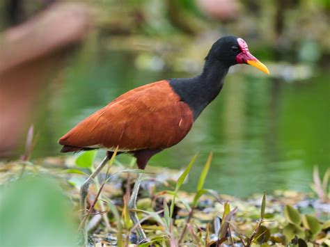 Jacana Aves De Los Humedales De Bogotá ·