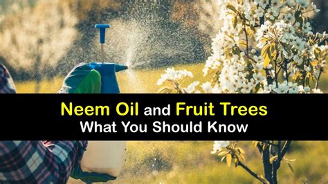 Neem Oil For Fruit Trees Guide For Fruit Tree Pests And Diseases