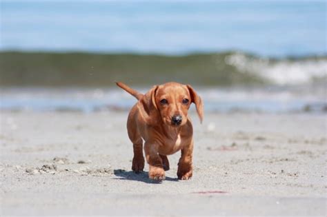 Dachshund Lab Mix: The Joys and Challenges of Owning a Doxidor