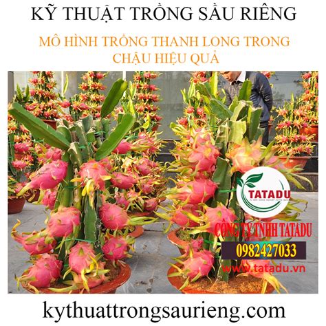 MÔ HÌnh TrỒng Thanh Long Trong ChẬu HiỆu QuẢ KỸ ThuẬt TrỒng SẦu RiÊng