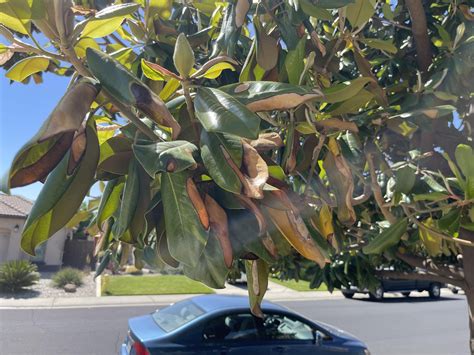 Magnolia tree looking sick : r/plantclinic