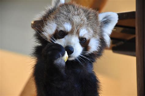 レッサーパンダの聖地・静岡市立日本平動物園で「国際レッサーパンダデー2024」開催 Straight Press ストレートプレス