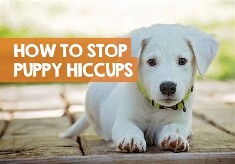 How to Get Rid of Puppy Hiccups in 3 Simple Steps