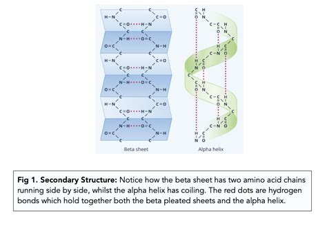 Secondary Protein Structure Beta Pleated Sheet