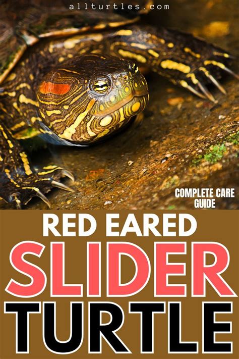 Check The Care Sheets On Red Eared Slider Turtle Complete Care Guide