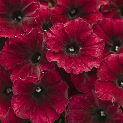 22 Colorful Supertunias For Your Garden Proven Winners