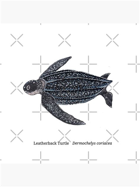 Sea Turtle Leatherback Poster For Sale By Jordie Ange Redbubble