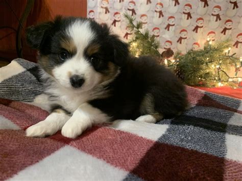 Toy Australian Shepherd Nex Tech Classifieds