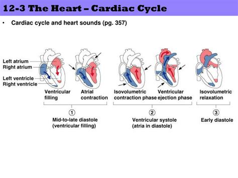 PPT Cardiovascular Circulatory System PowerPoint Presentation Free