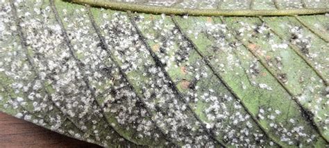 Guava Pest And Disease Spiraling Whitefly Ufifas Extension St