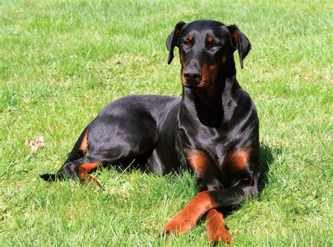 The Majestic Doberman Pinscher Everything You Need To Know All Big