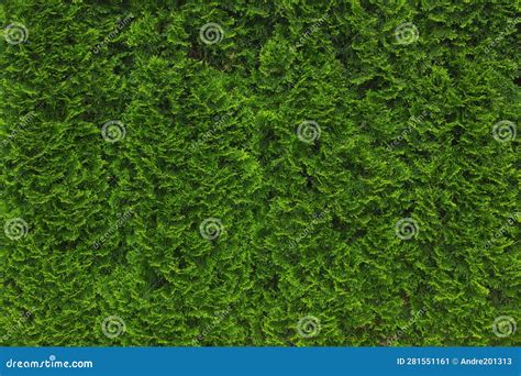 Background From Green Thuja Tree Green Branches Of Thuja Tree Texture