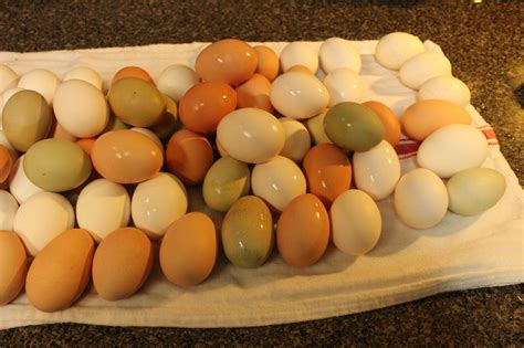 Egg Colors and Chicken Breeds - Simple Life in the Country