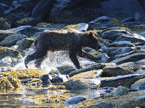 Kodiak Bear Viewing | Larsen Bay Lodge