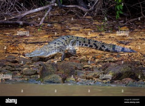 Cocodrilo americano Crocodylus acutus a orillas del lago Gatún