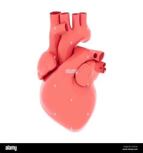 Anatomical Red Human Heart On A White Background 3d Render